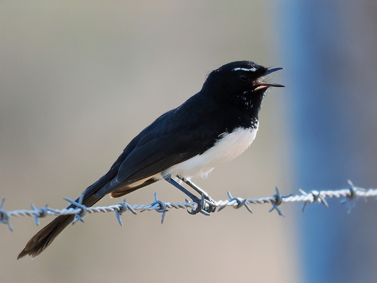 Willie-wagtail - ML623384105