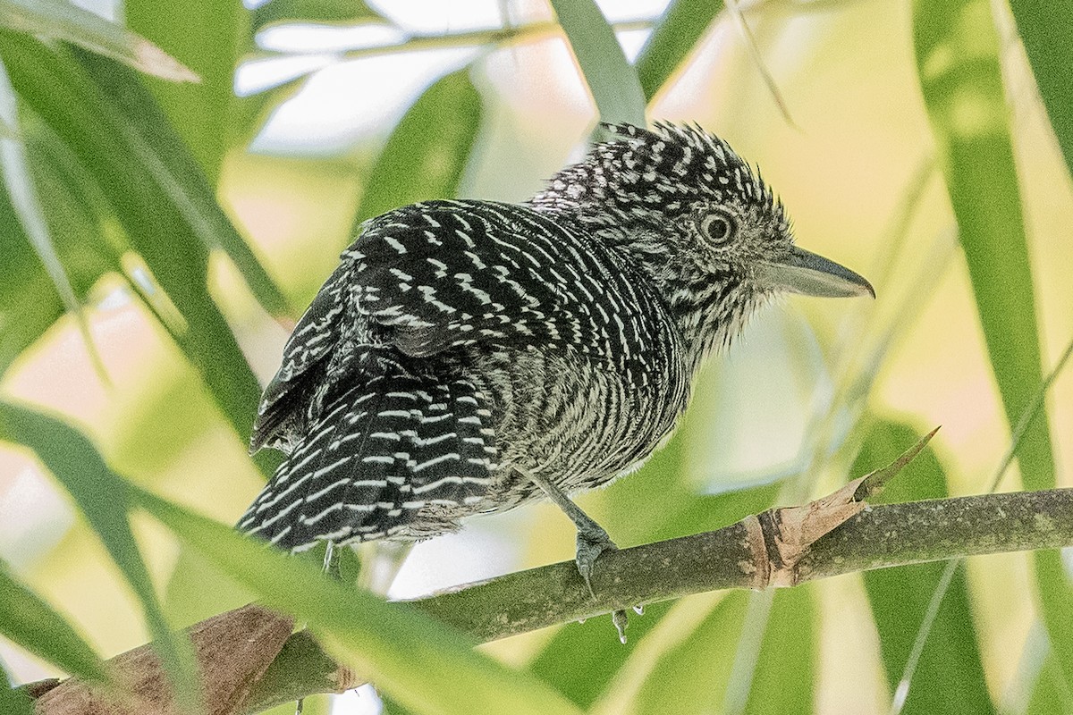 Bar-crested Antshrike - ML623384106