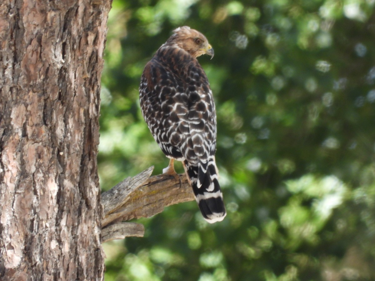 Red-shouldered Hawk - ML623384109