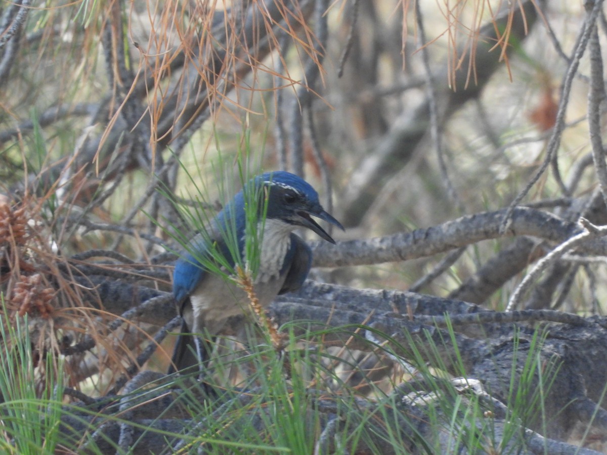 California Scrub-Jay - ML623384113