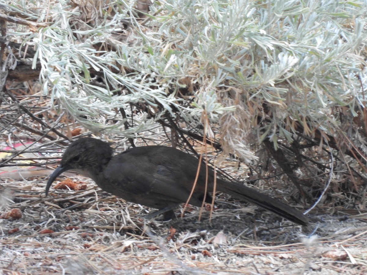 California Thrasher - ML623384129