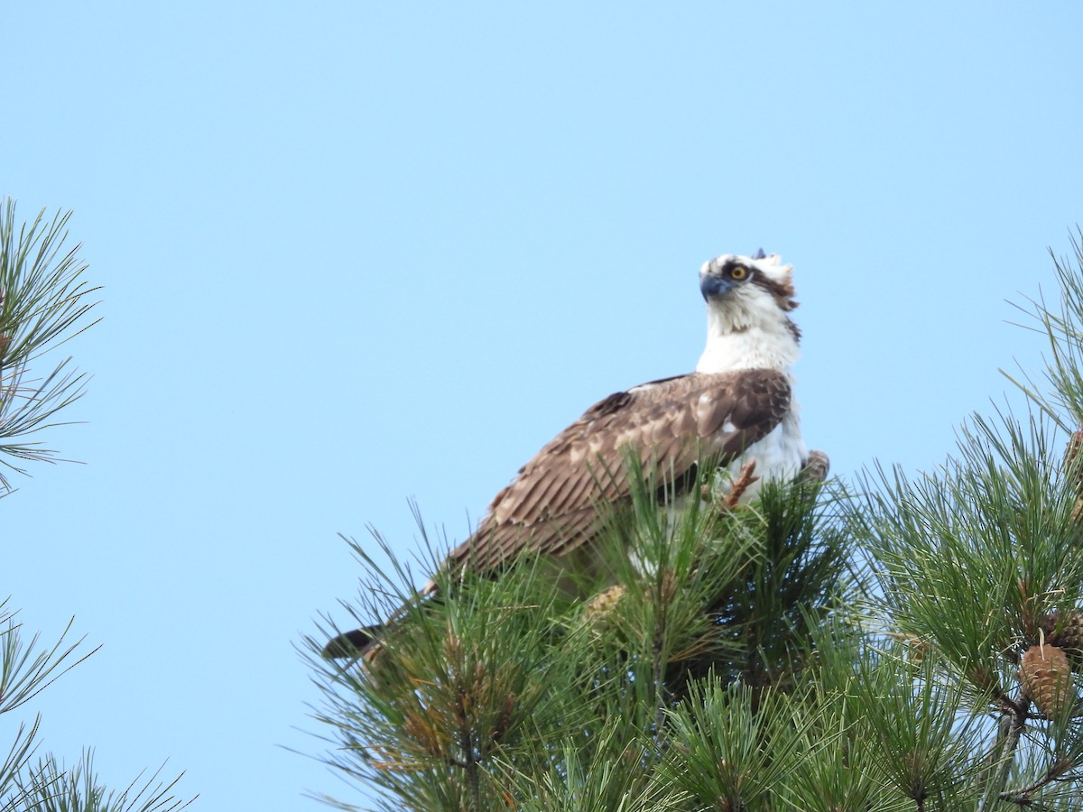 Osprey - ML623384135