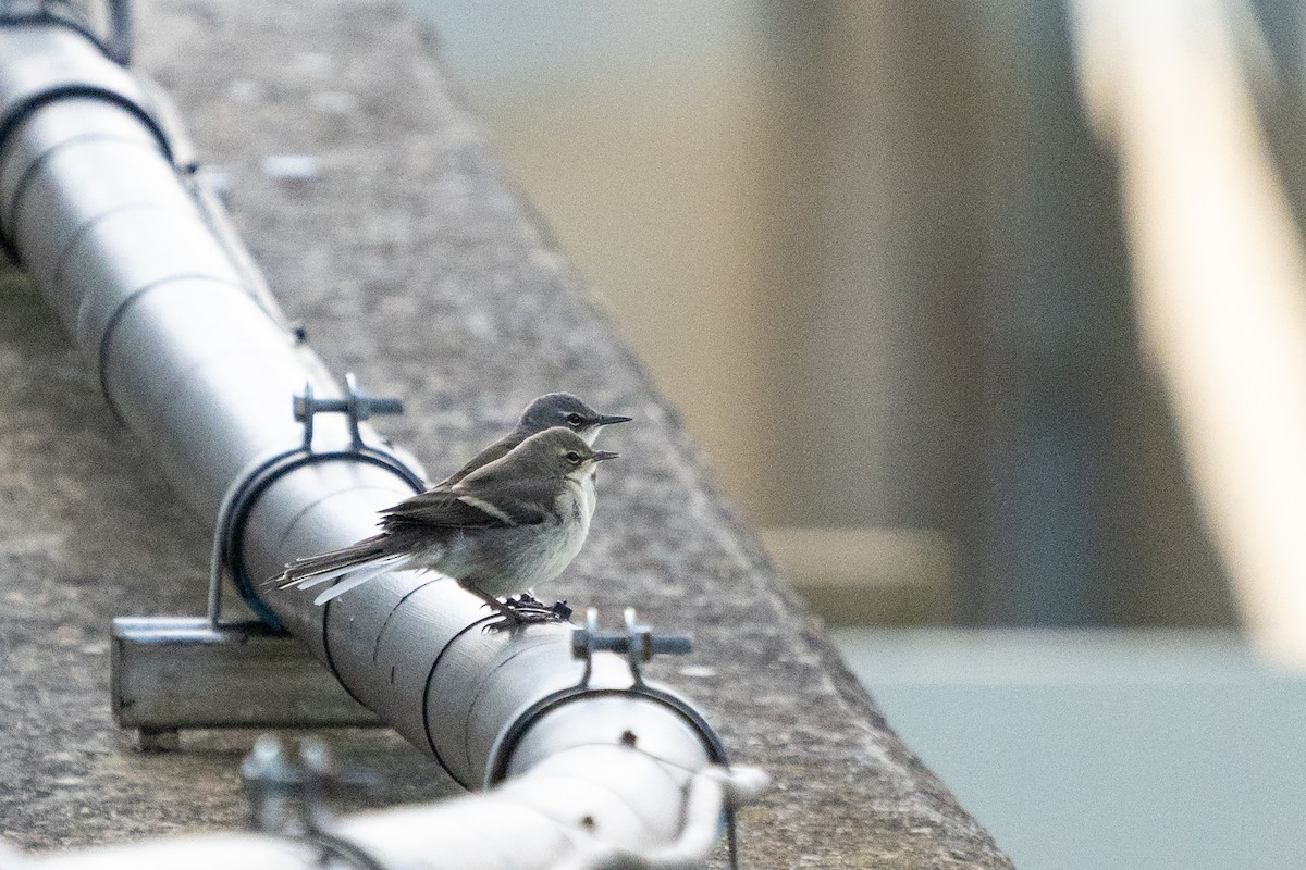 Cape Wagtail - Chantal Pharand