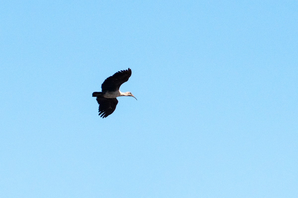 Hadada Ibis - ML623384148