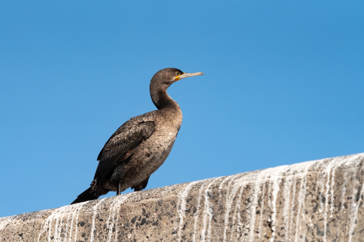 Cape Cormorant - ML623384149