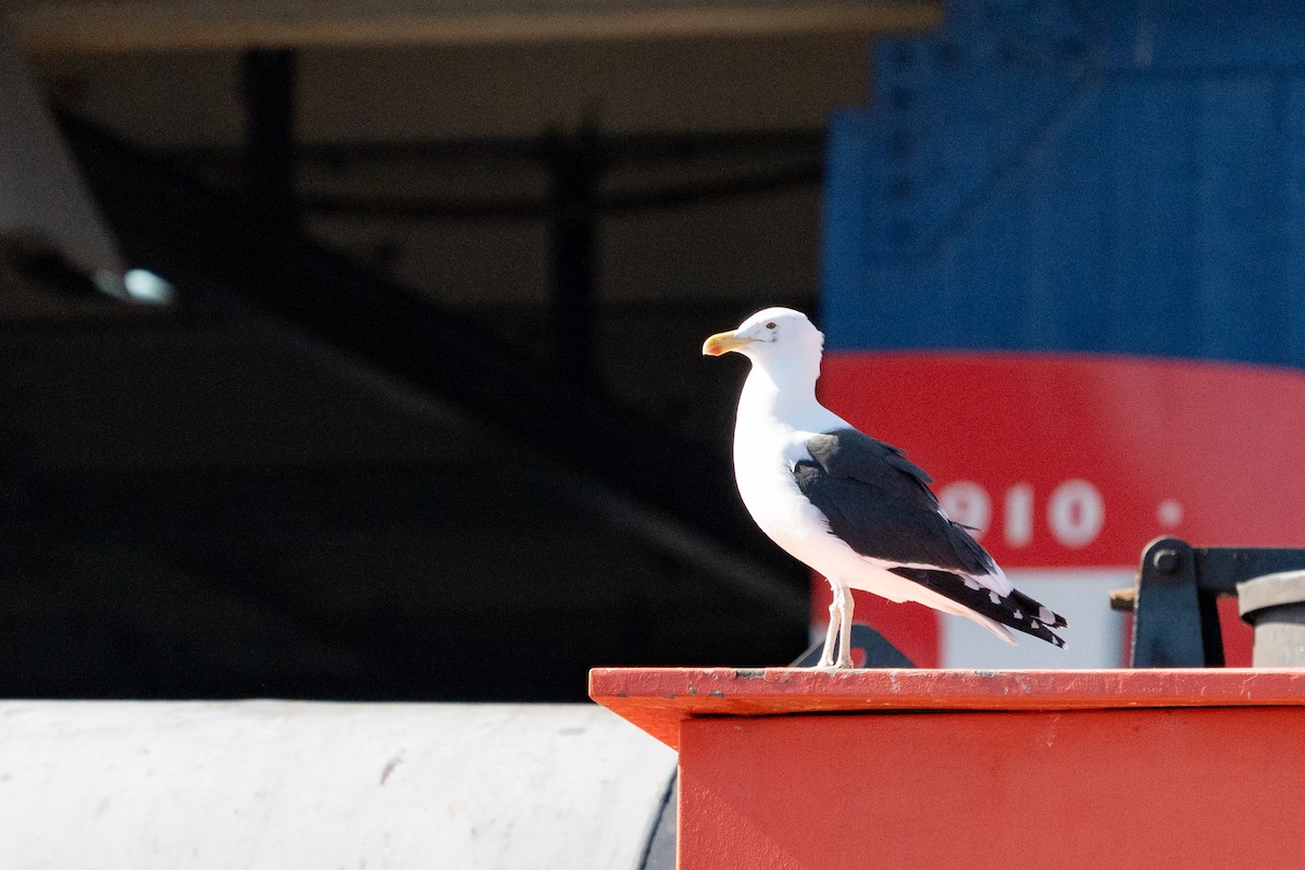 Kelp Gull - ML623384152