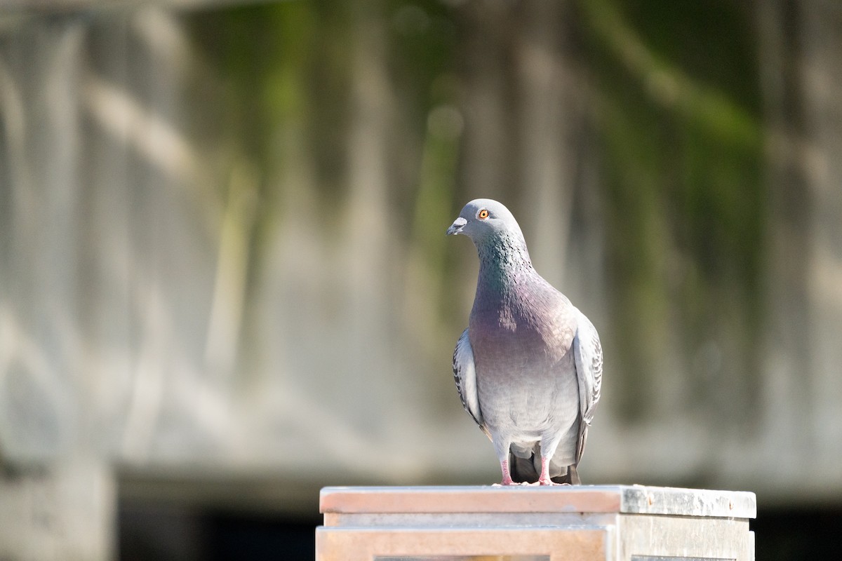 Rock Pigeon (Feral Pigeon) - ML623384155