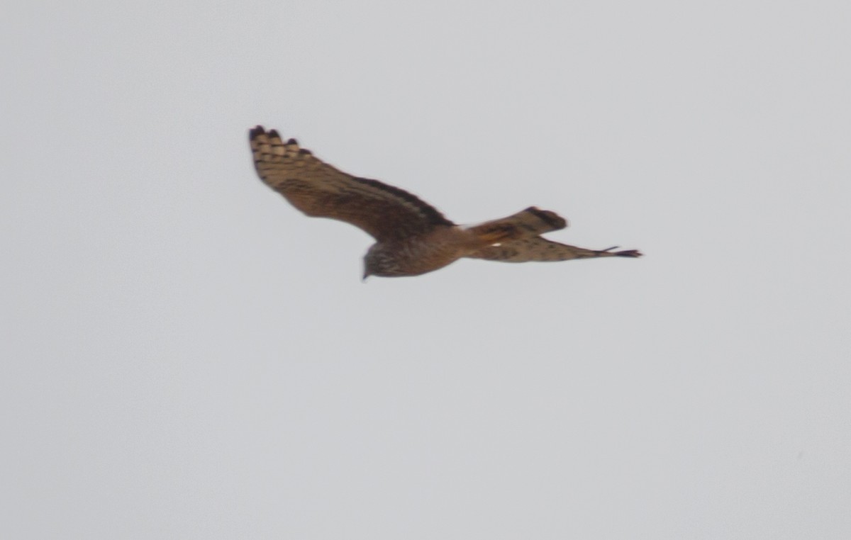 Cinereous Harrier - ML623384160