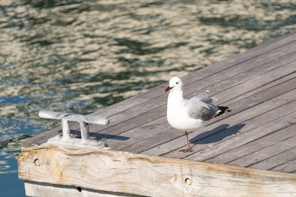 Hartlaub's Gull - ML623384163