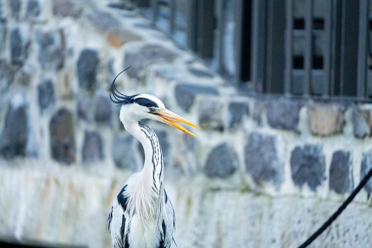 Gray Heron - ML623384164