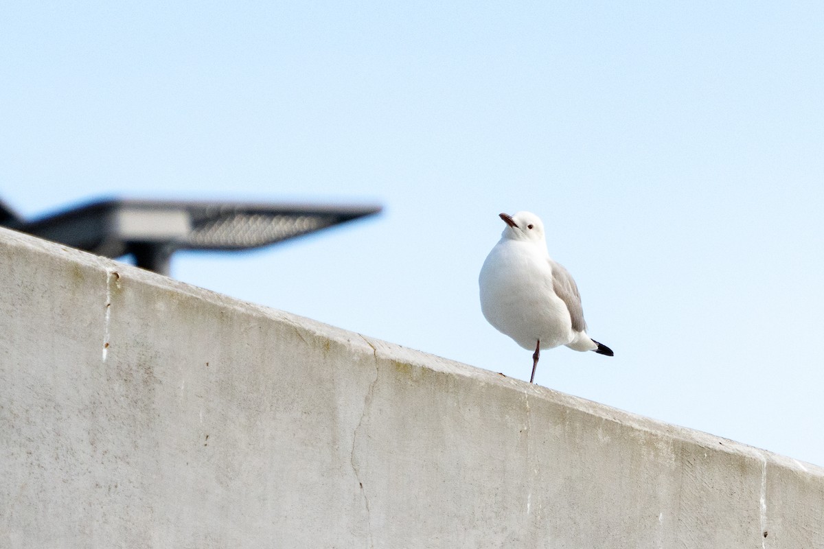 Hartlaub's Gull - ML623384167