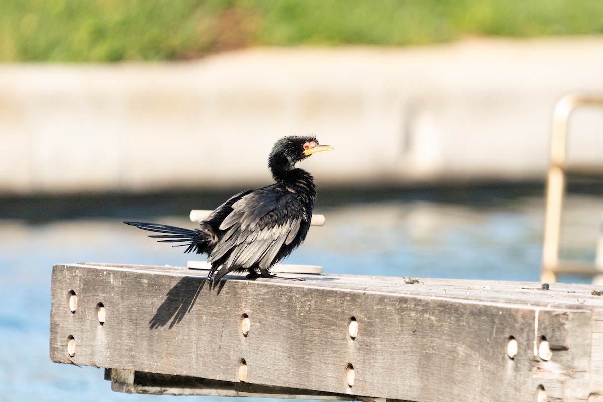 Crowned Cormorant - ML623384171