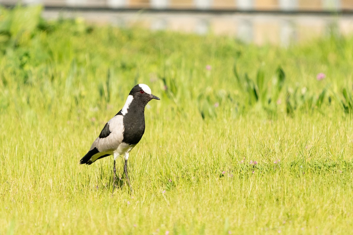 Blacksmith Lapwing - ML623384175