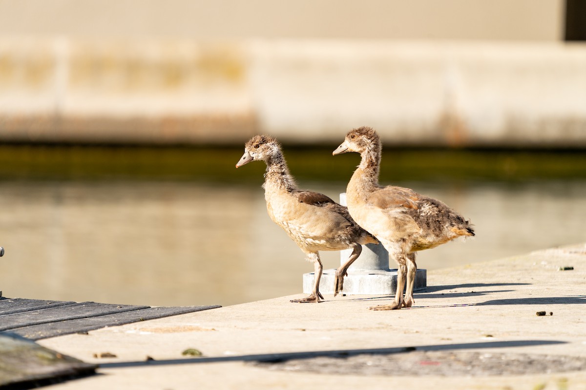 Egyptian Goose - ML623384177