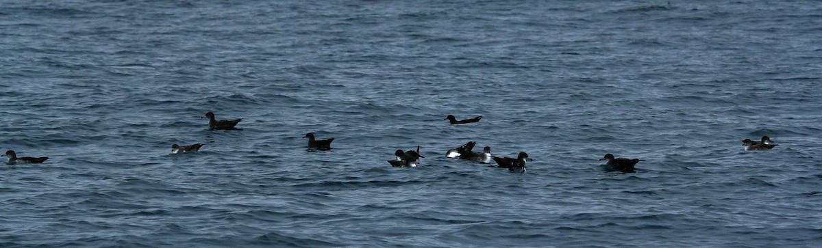 Pink-footed Shearwater - Craig Fosdick