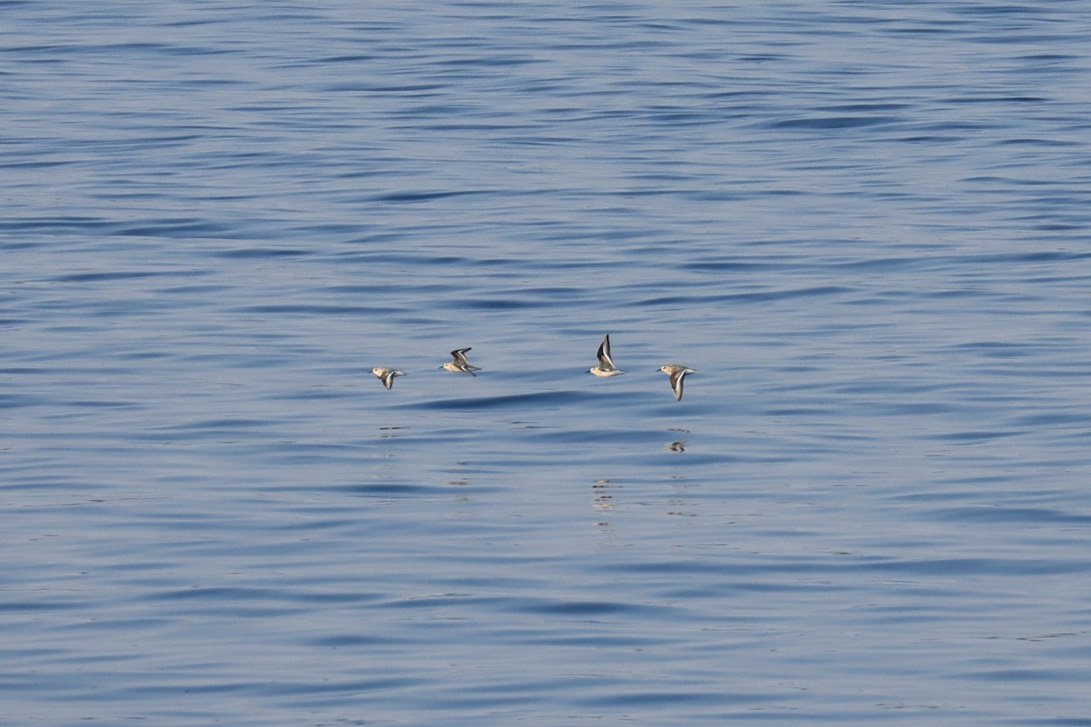 Sanderling - Zach Hawn