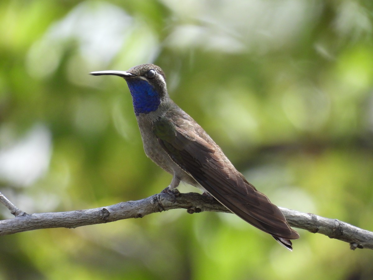 Blue-throated Mountain-gem - ML623384349