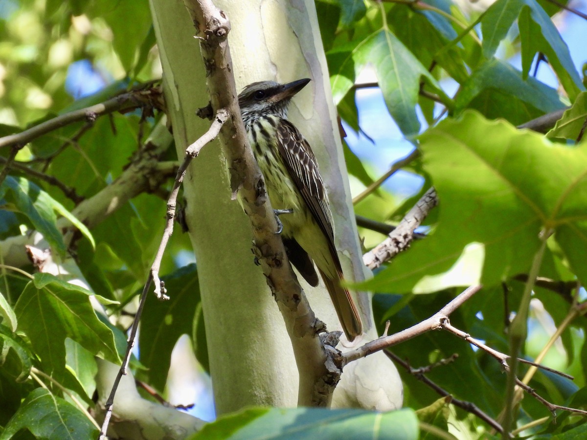 Sulphur-bellied Flycatcher - ML623384371