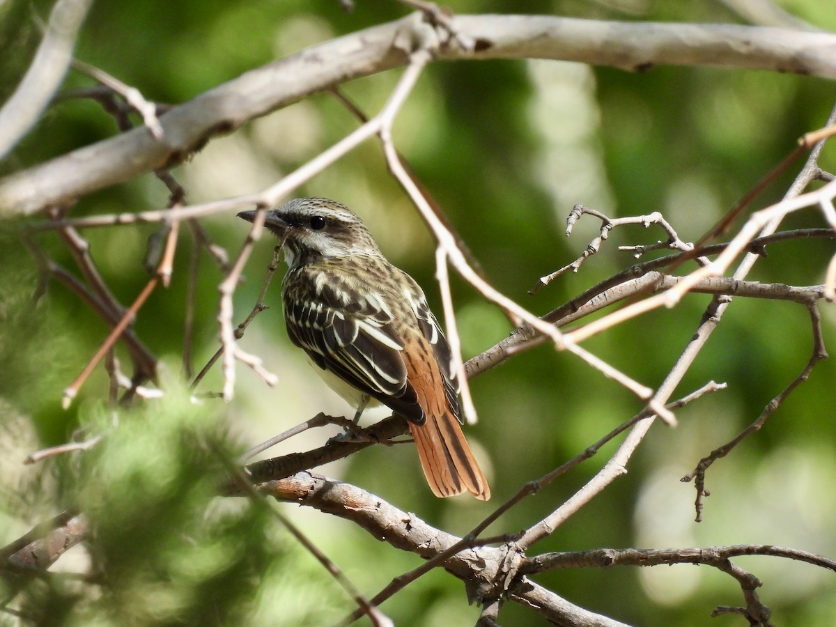 Sulphur-bellied Flycatcher - ML623384372