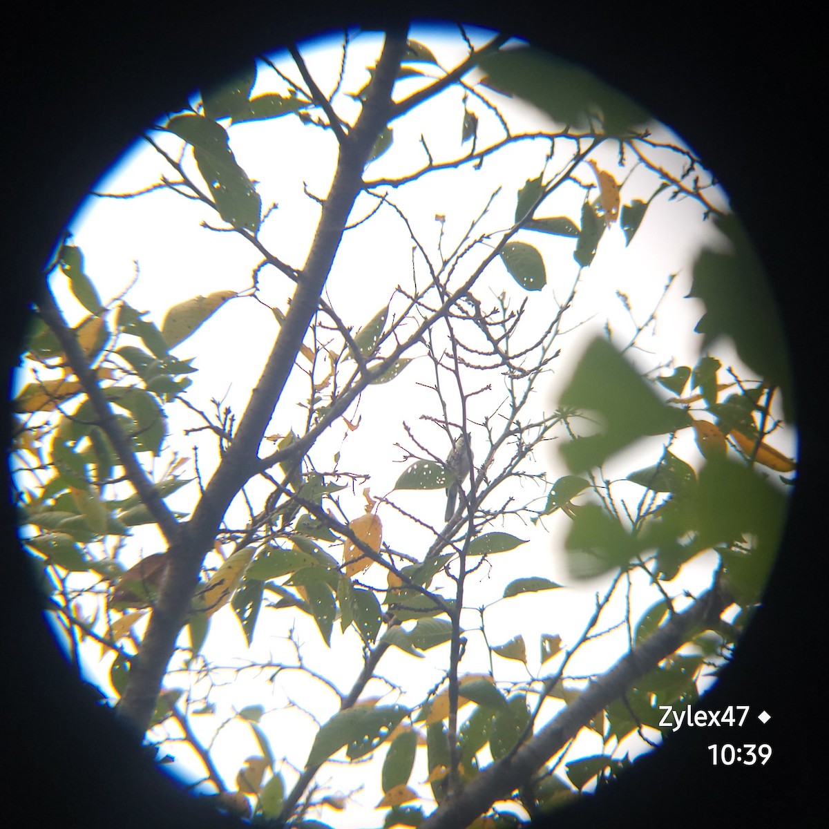 Japanese Tit - Dusky Thrush