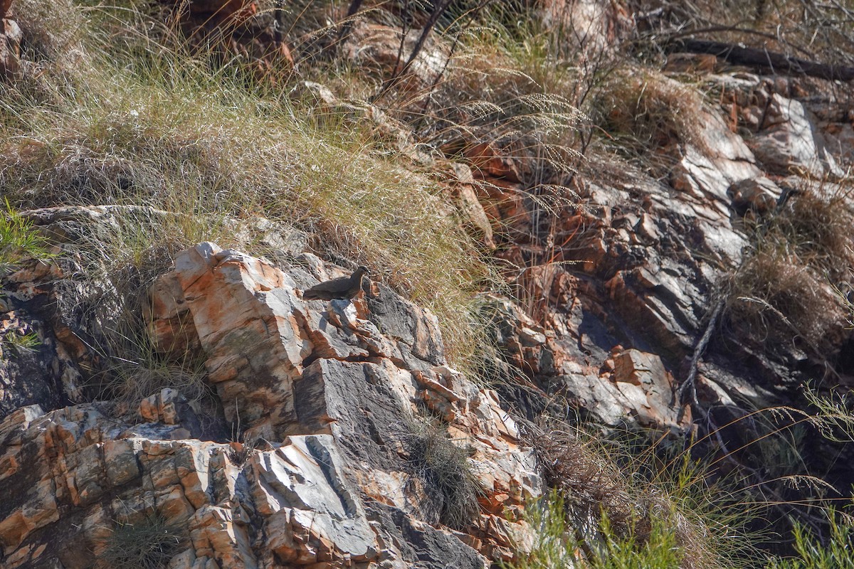 White-quilled Rock-Pigeon - ML623384428