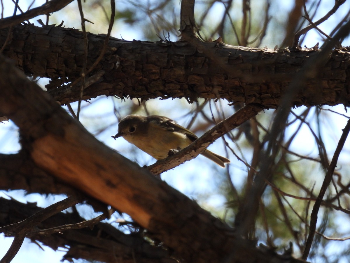 Hutton's Vireo - ML623384479