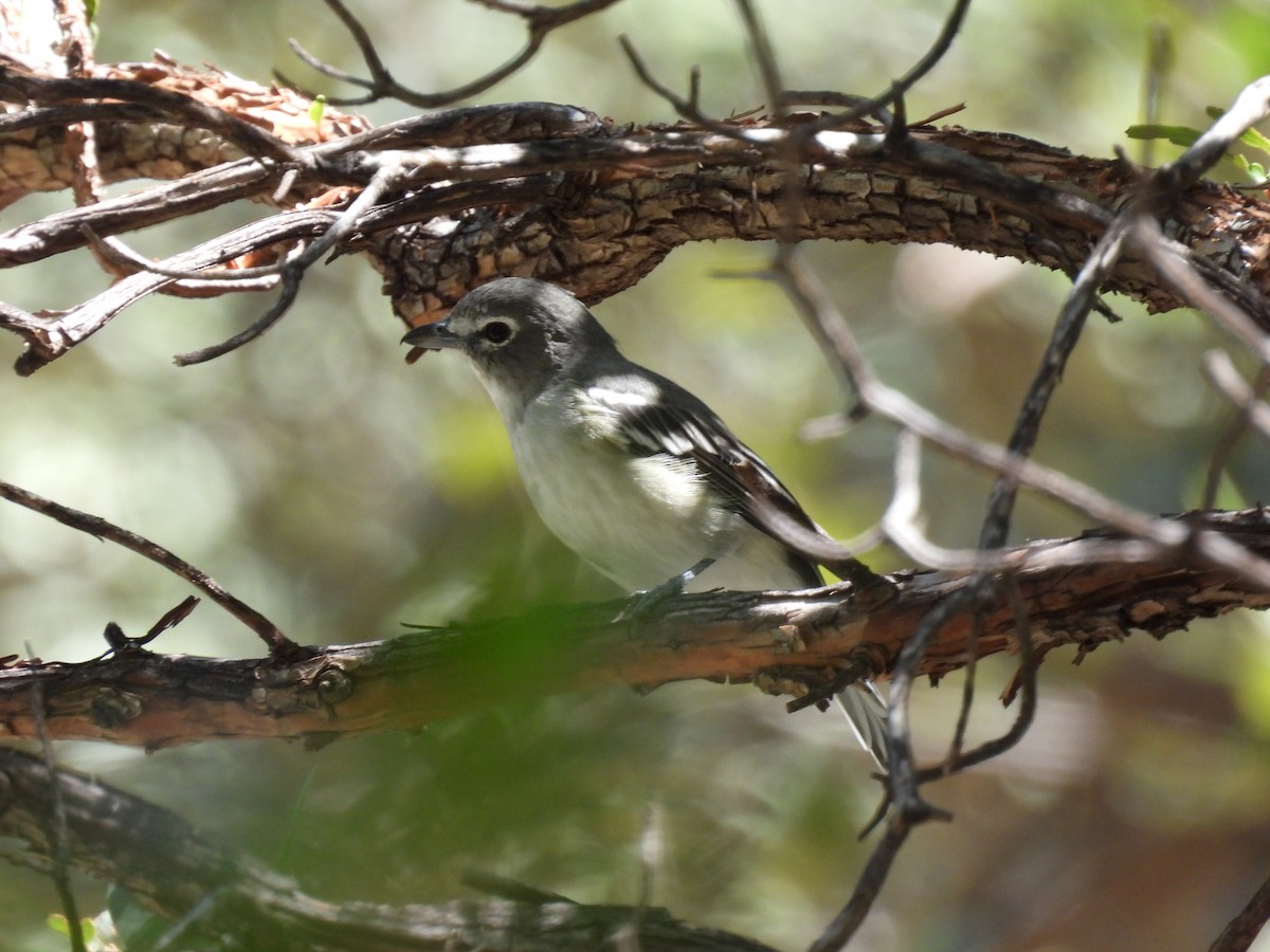 Plumbeous Vireo - ML623384487