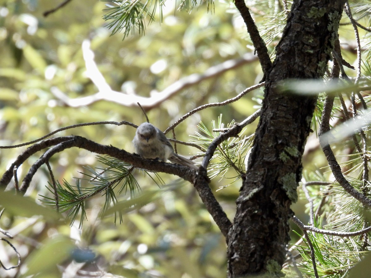 Bushtit - ML623384510