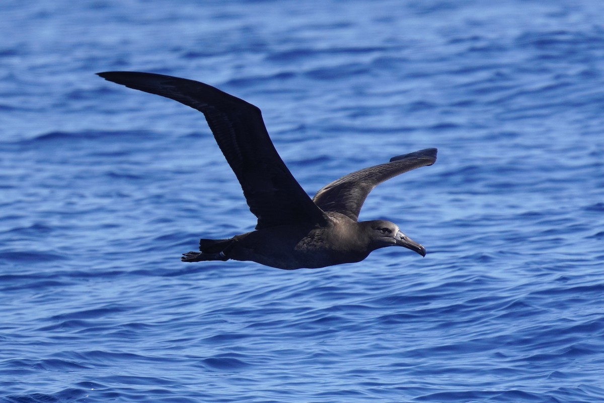 Black-footed Albatross - ML623384549