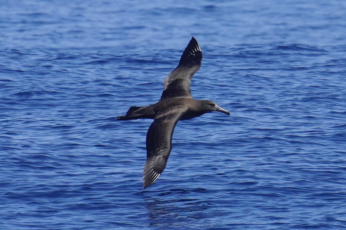 Black-footed Albatross - ML623384551