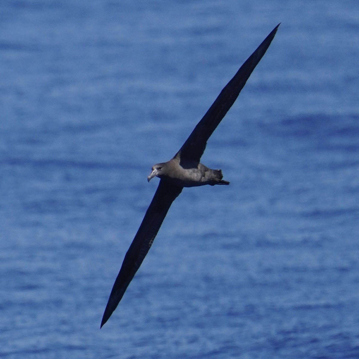 Black-footed Albatross - ML623384552