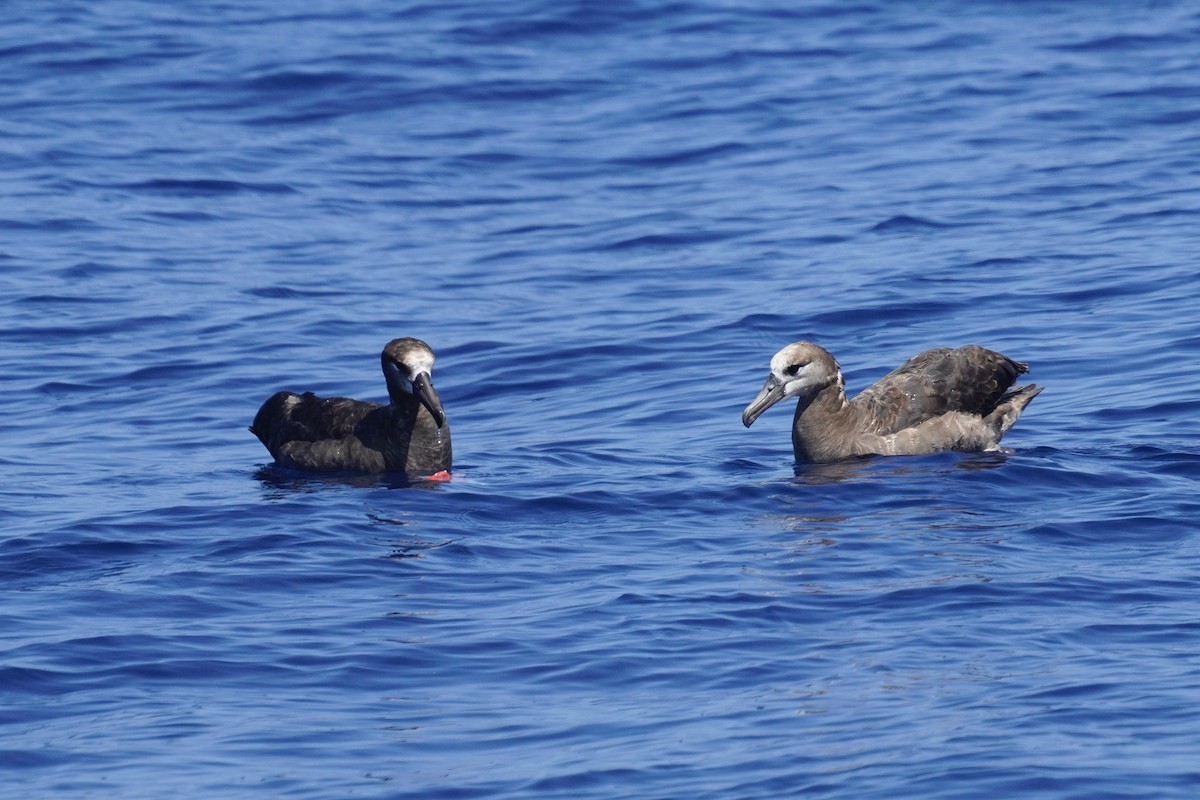 Black-footed Albatross - ML623384559