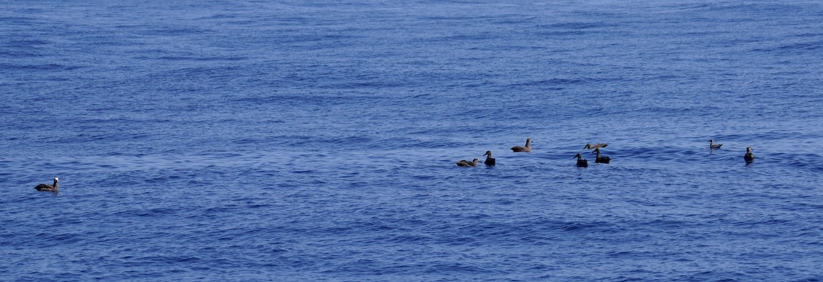 Black-footed Albatross - ML623384571