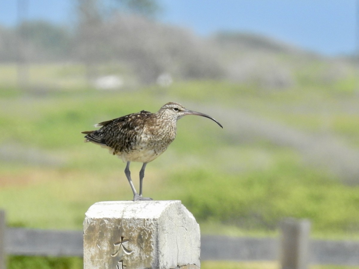 Borstenbrachvogel - ML623384578