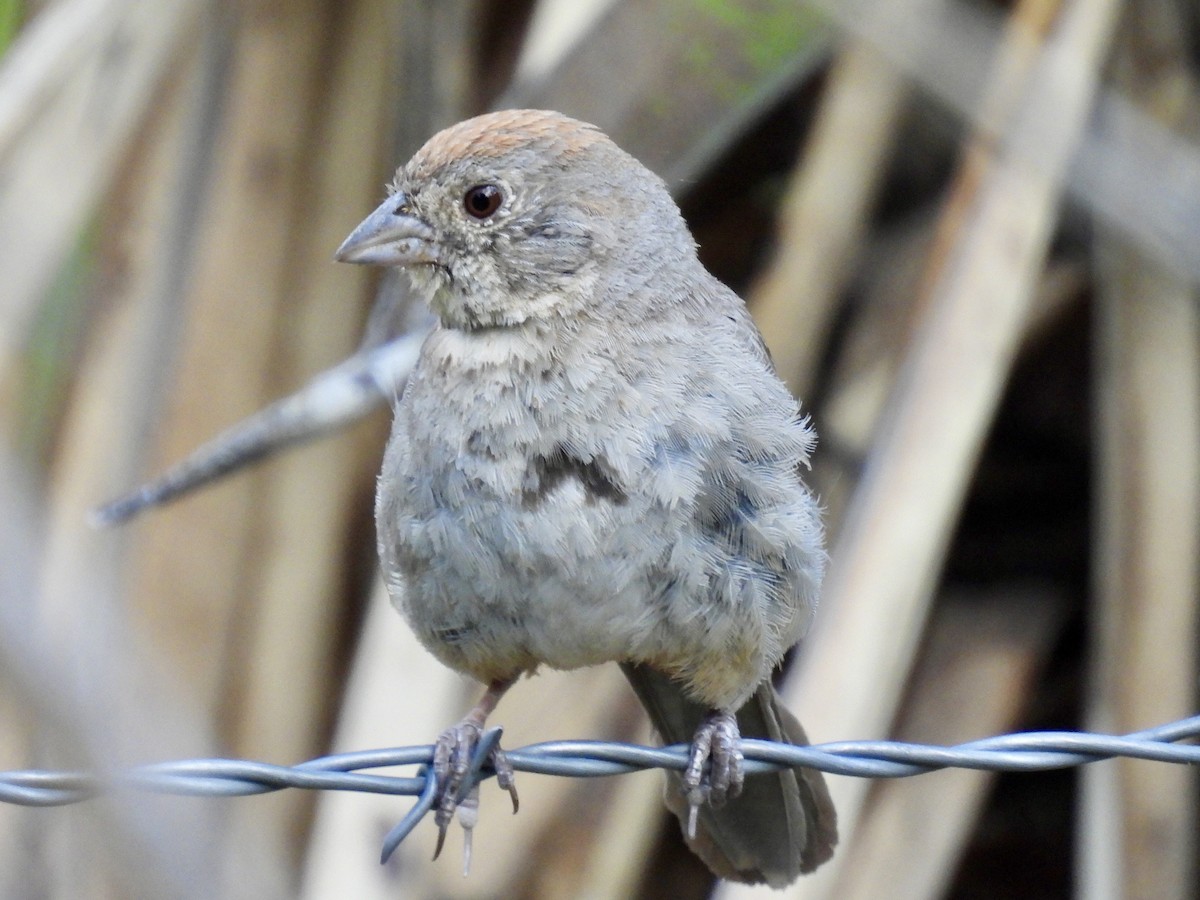 Canyon Towhee - ML623384594