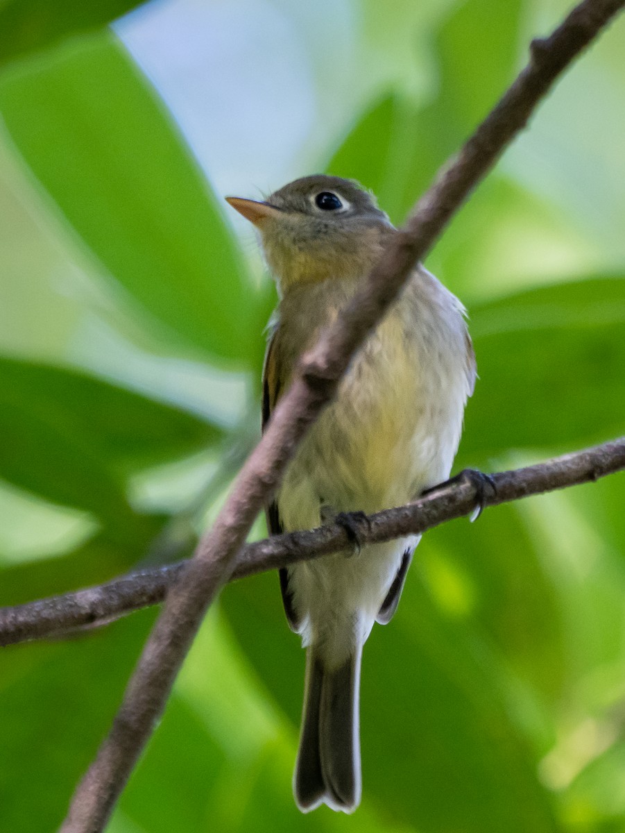 Western Flycatcher - ML623384647