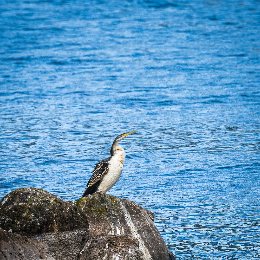 Australasian Darter - ML623384657