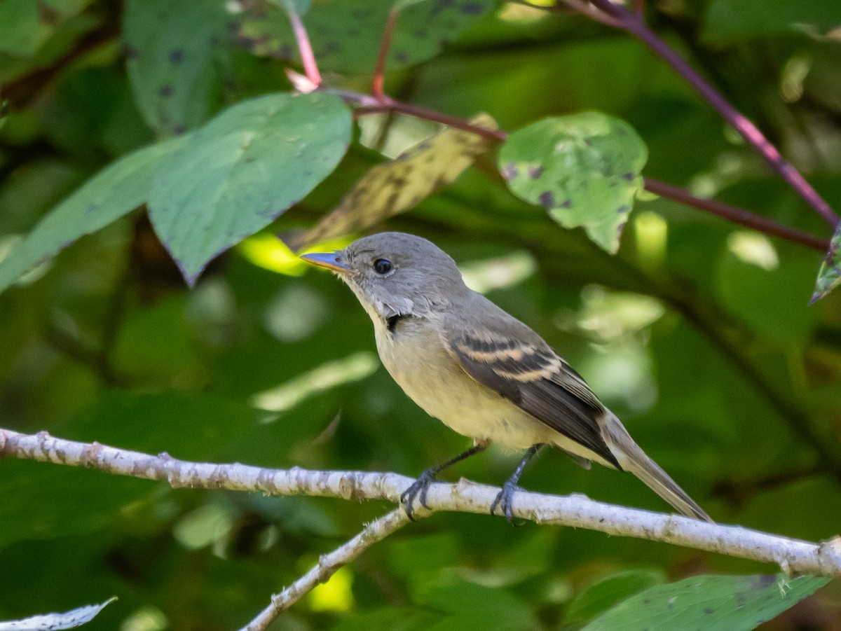 Willow Flycatcher - Lee Friedman