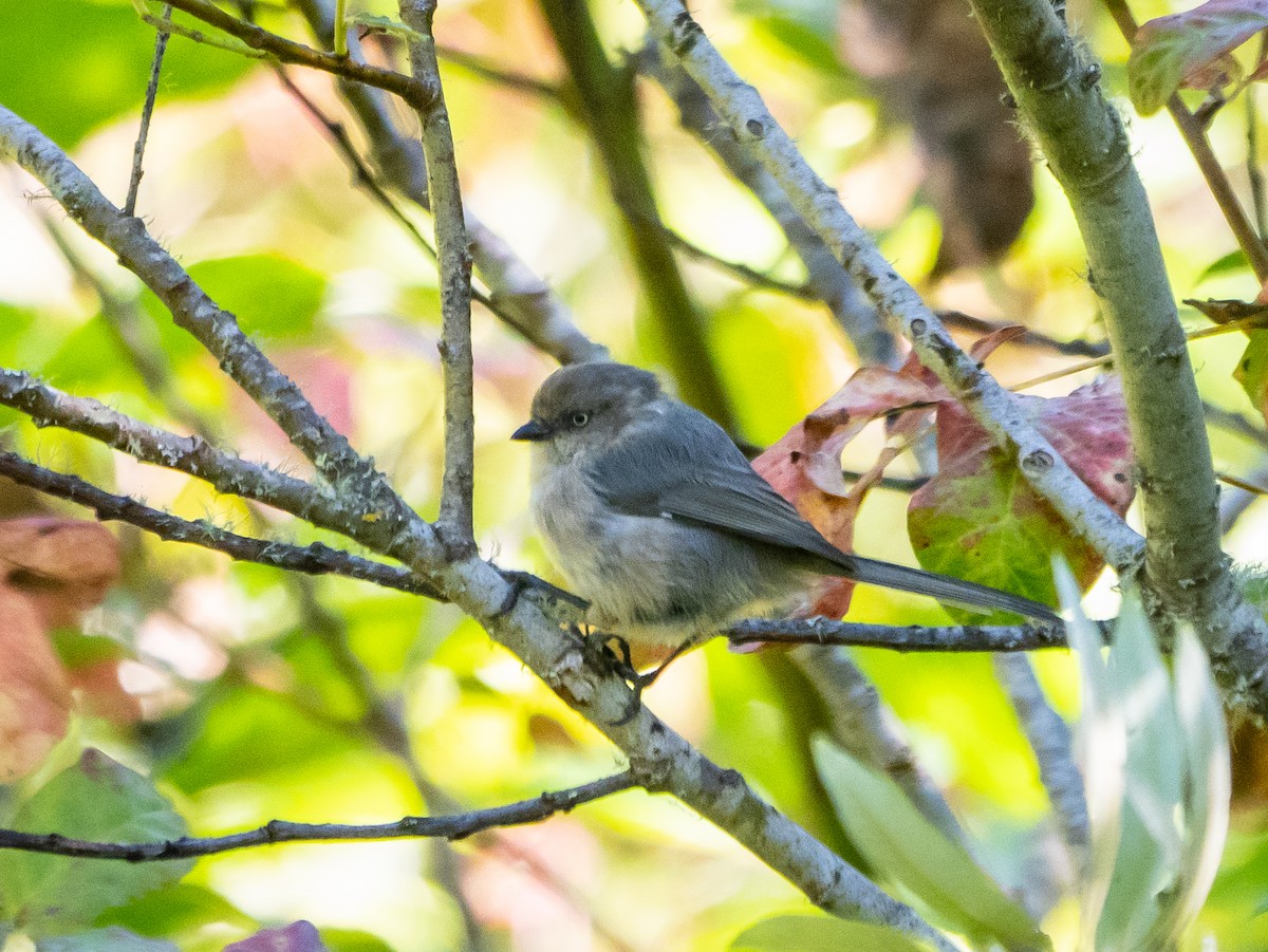 Bushtit - ML623384695