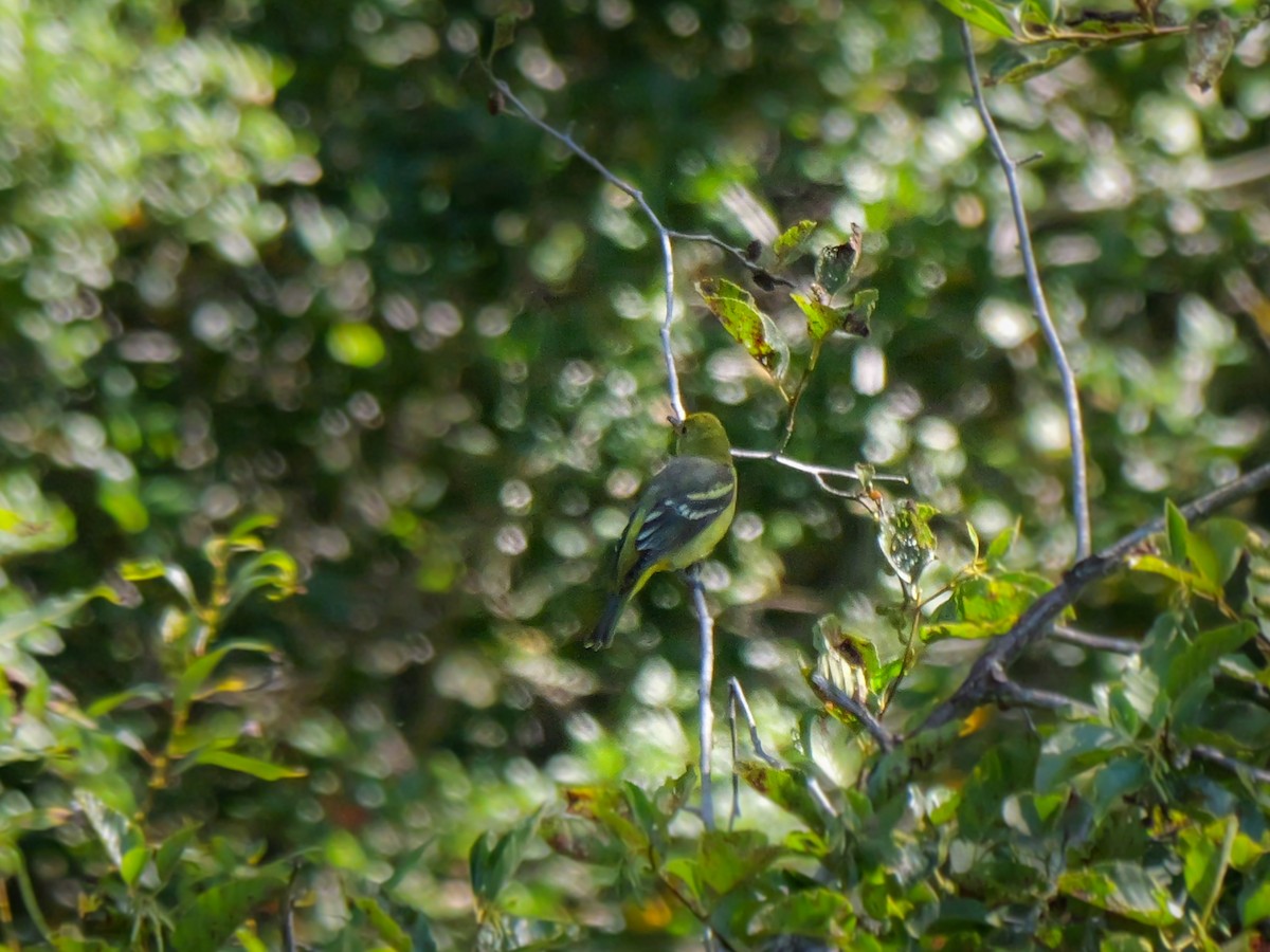 Western Tanager - ML623384758