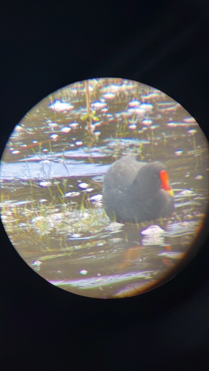 Dusky Moorhen - ML623384780