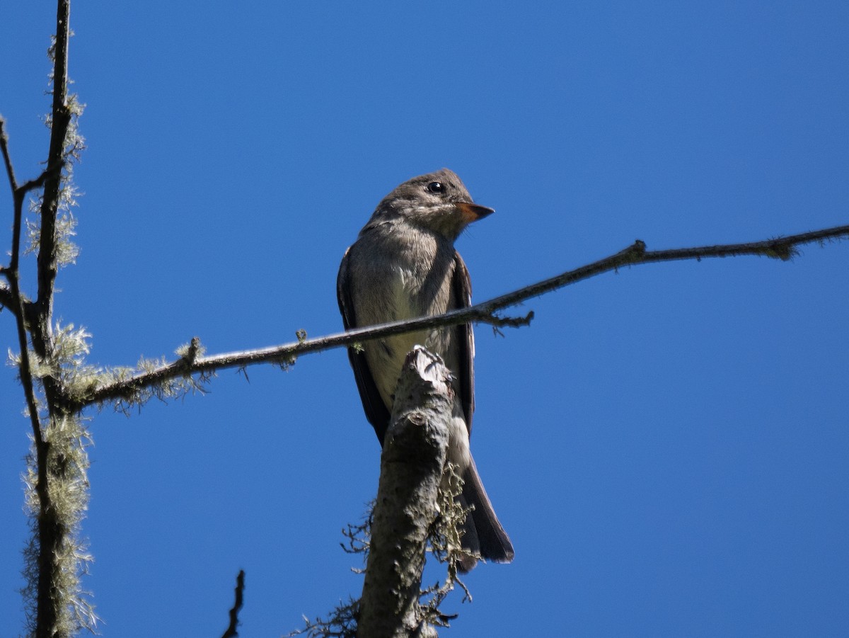 Western Wood-Pewee - ML623384787