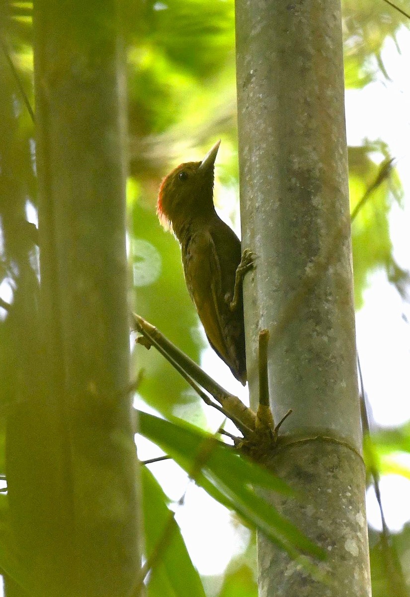 Bamboo Woodpecker - ML623384799