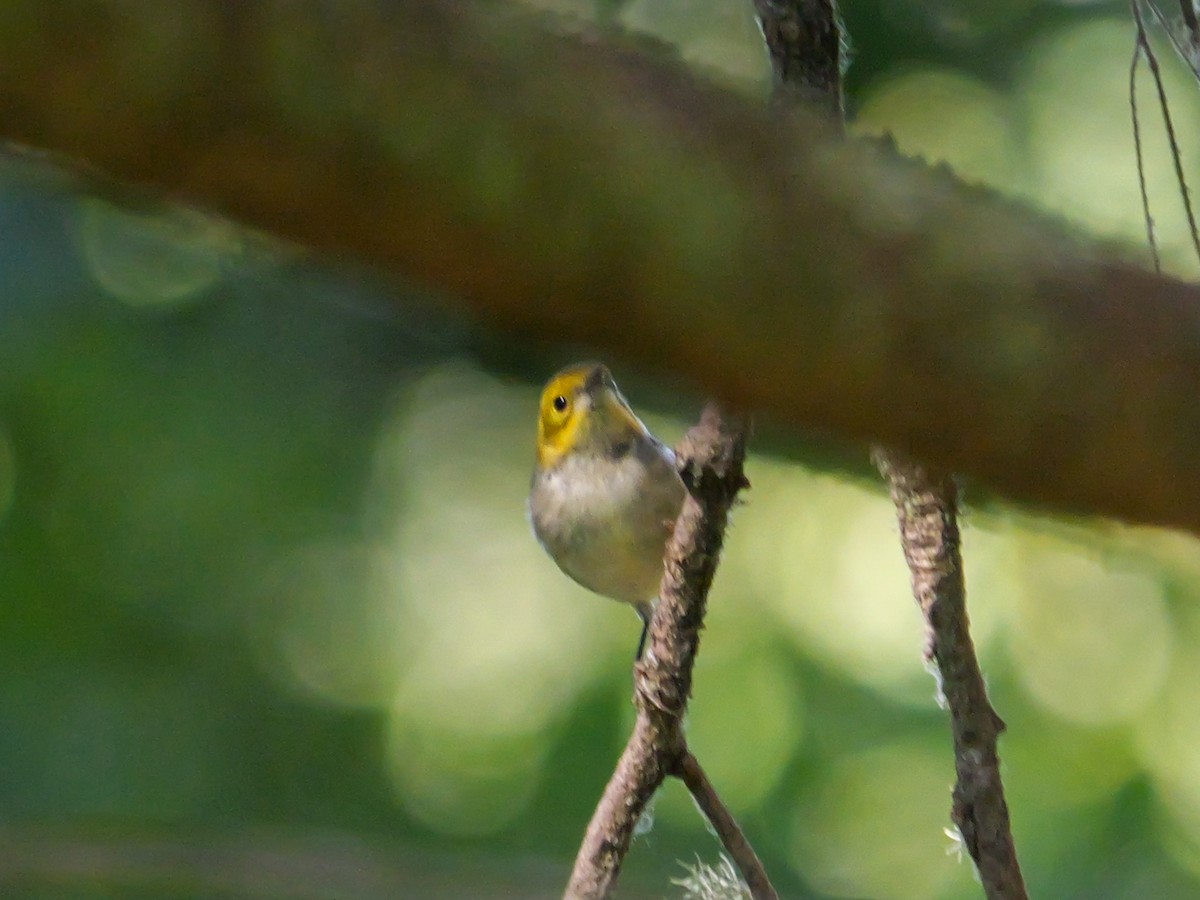 Hermit Warbler - ML623384820