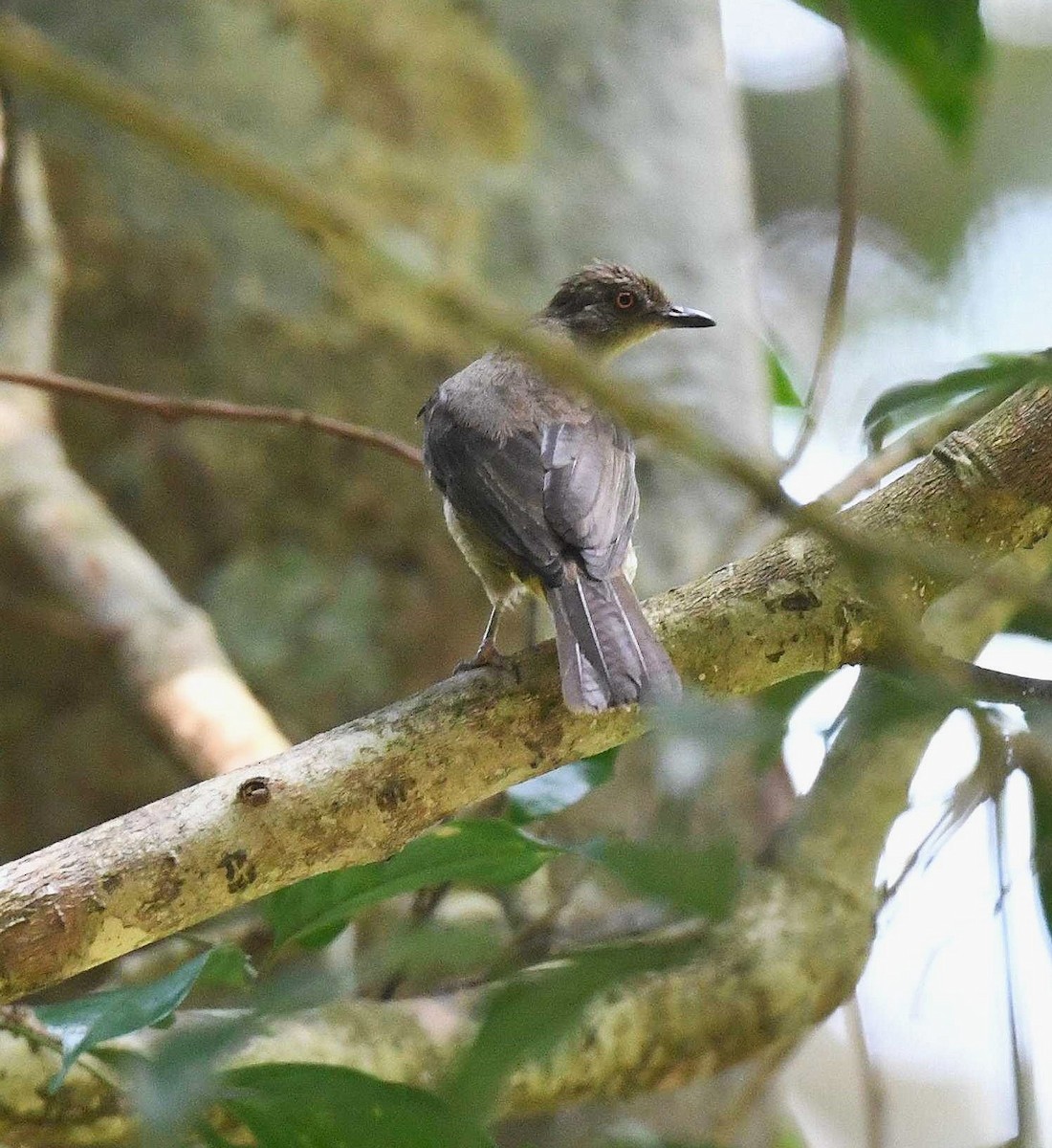 Red-eyed Bulbul - ML623384823