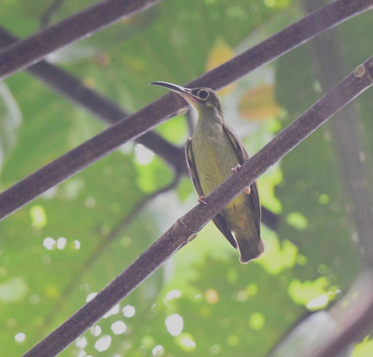 Spectacled Spiderhunter - ML623384835