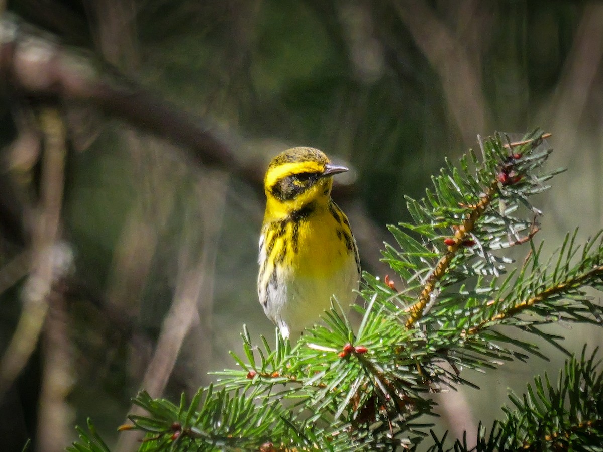 Townsend's Warbler - ML623384890