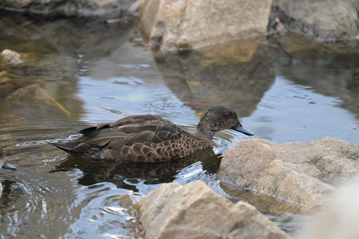 Chestnut Teal - ML623384908