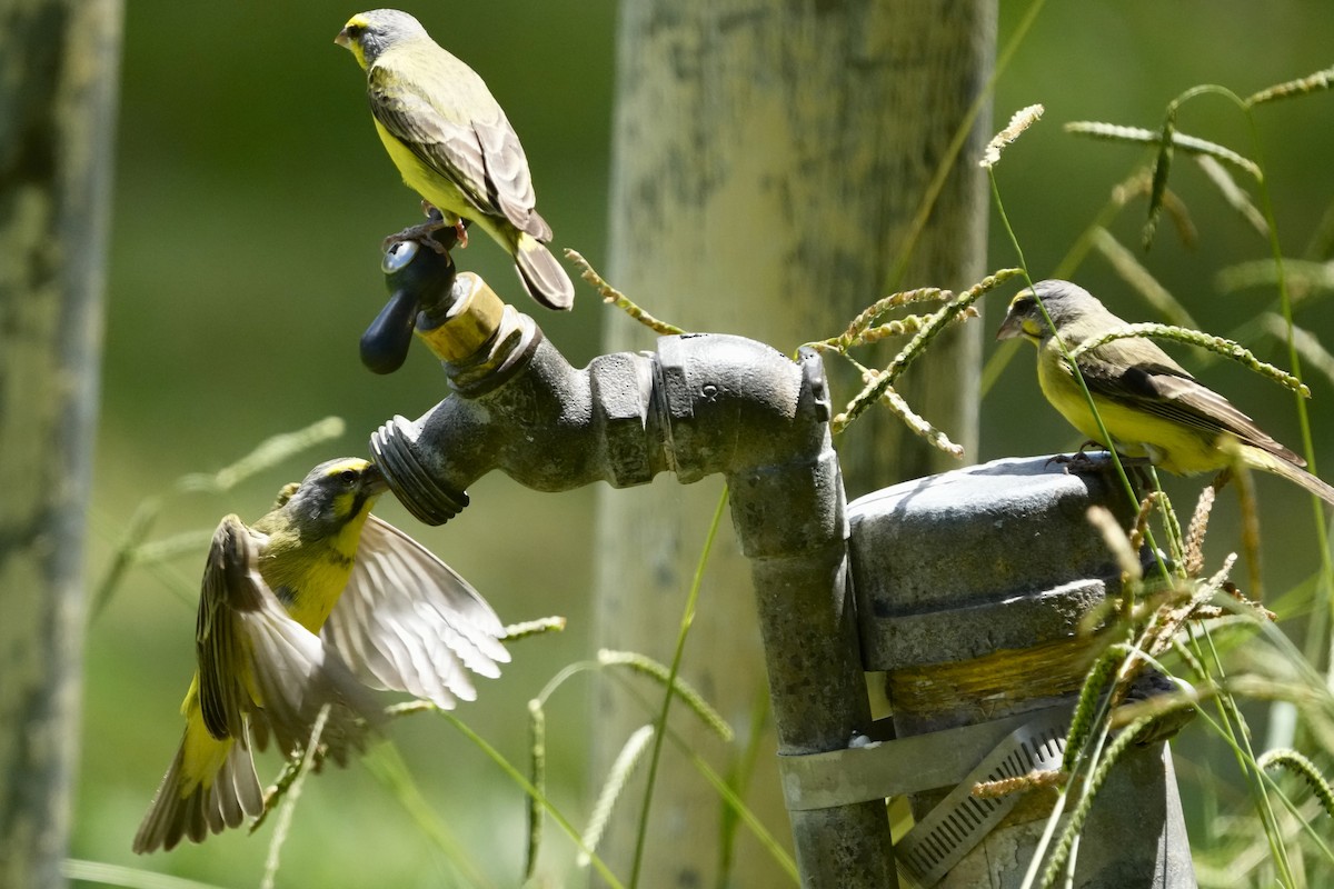 Yellow-fronted Canary - ML623384916