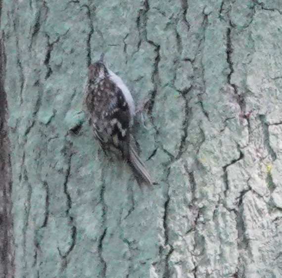 Brown Creeper - ML623385033